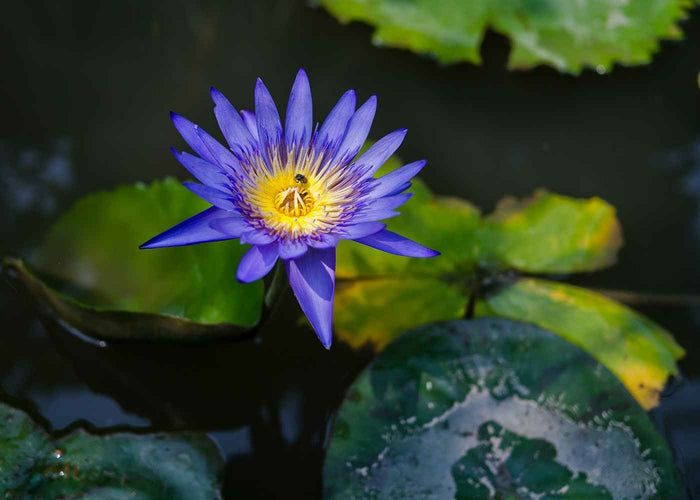 Organic Blue Lotus Absolute
