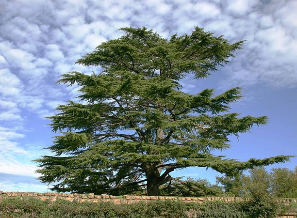 Organic Cedar Wood Essential Oil