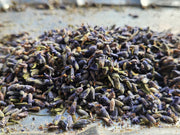 Organic Lavender Buds