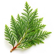 Organic Cedar Leaf Essential Oil