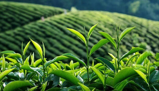Organic Tea Tree Esssential Oil