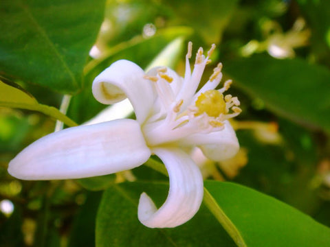 Organic Neroli Essential Oil
