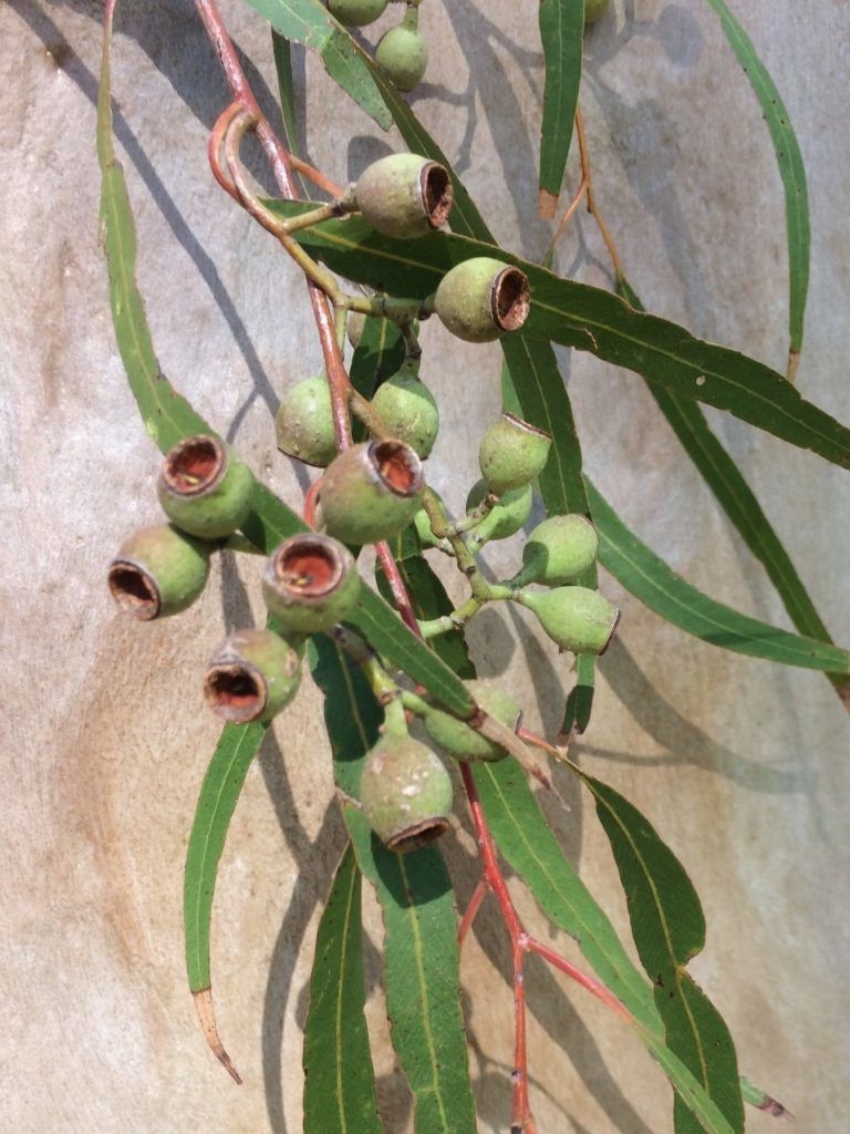 Organic Lemon Eucalyptus Essential Oil