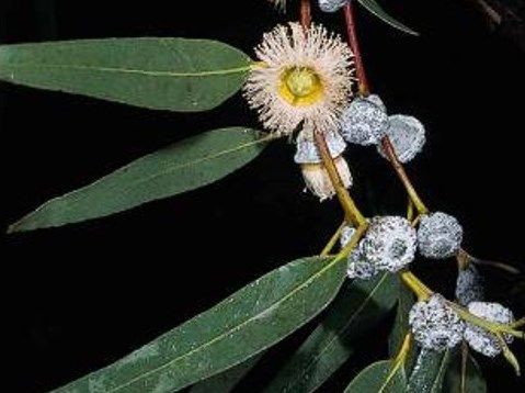 Organic Eucalyptus Essential Oil