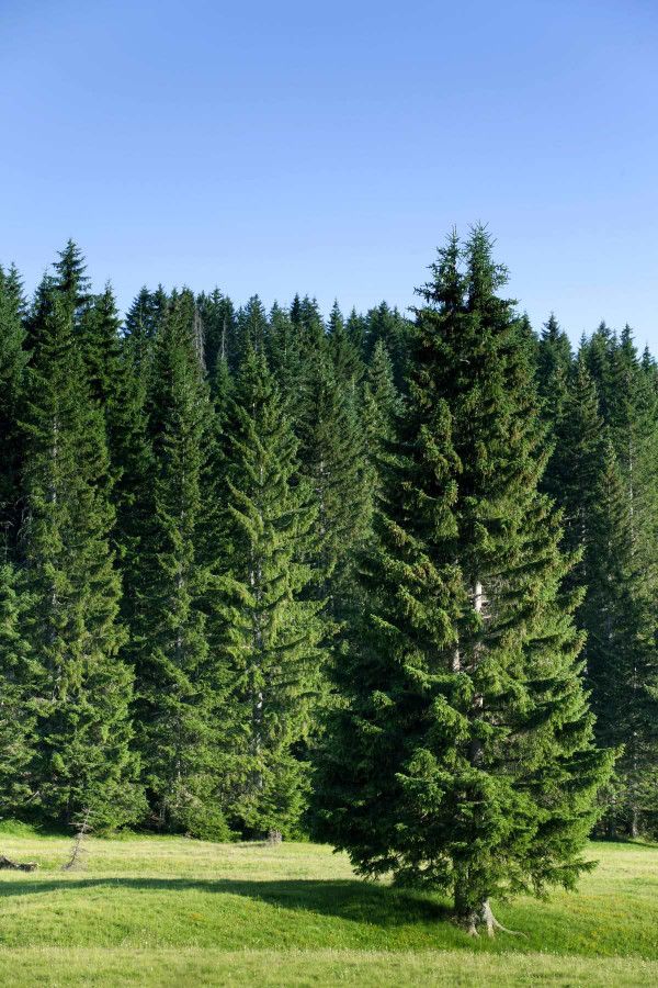 Organic Douglas Fir Needle Essential Oil