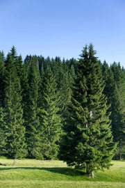 Organic Douglas Fir Needle Essential Oil