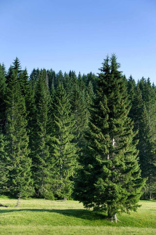 Organic Douglas Fir Needle Essential Oil