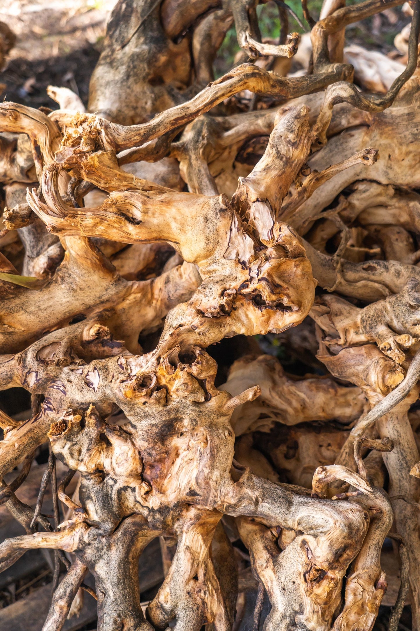 Organic Royal Hawaiian Sandalwood Essential Oil