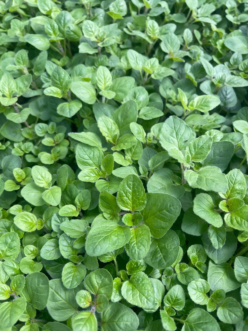 Organic Oregano Essential Oil