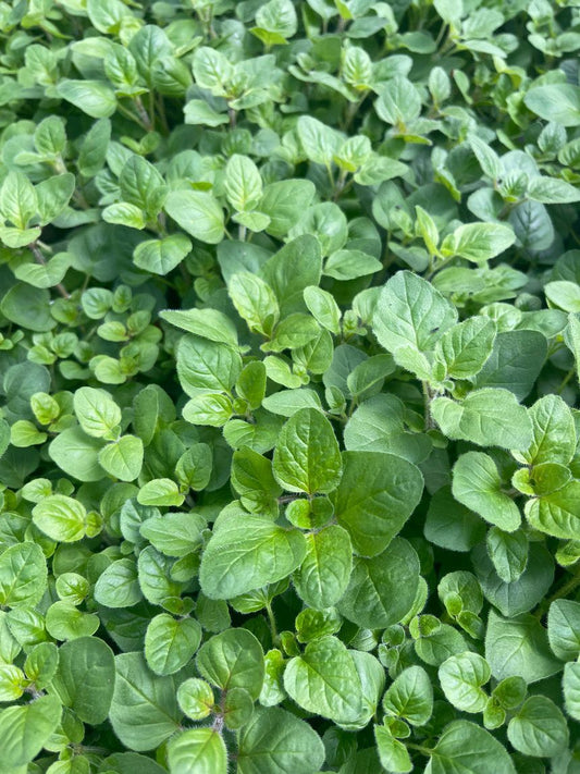 Organic Oregano Essential Oil
