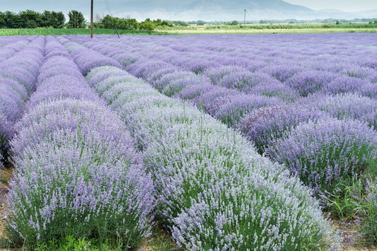 Organic Lavender Buds