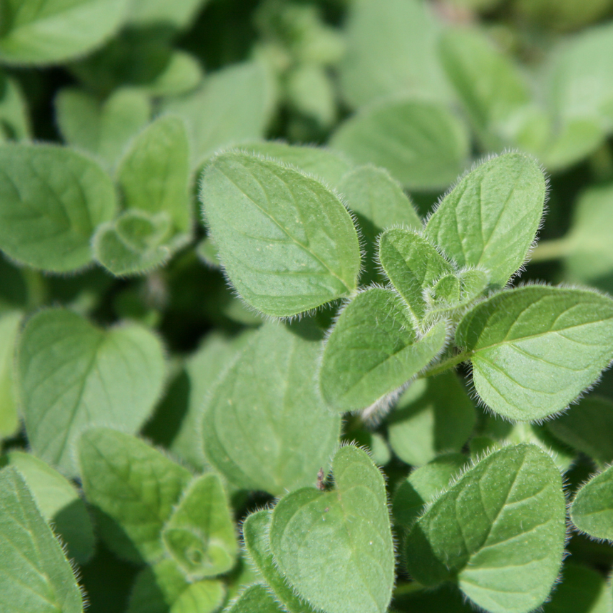 Organic Oregano Essential Oil