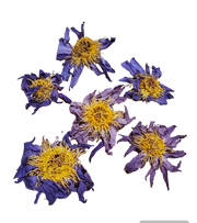 Organic Blue Lotus Flower