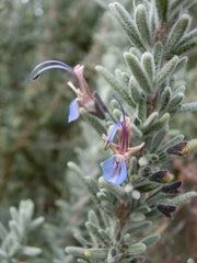 Organic Rosemary Essential Oil