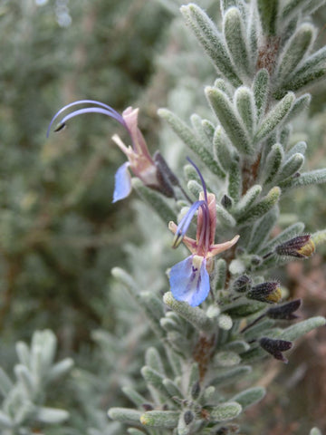 Organic Rosemary Essential Oil