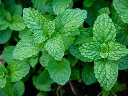 Peppermint Essential Oil