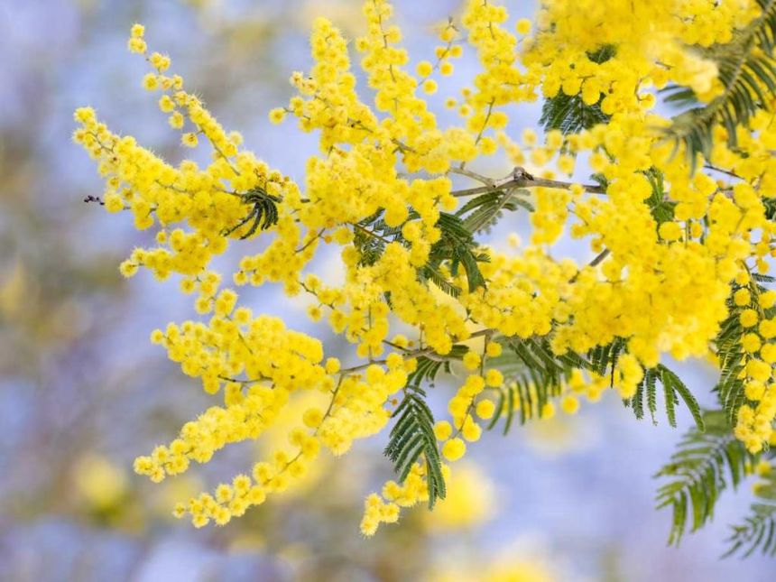 Organic Mimosa Absolute w/ Sweet Almond Oil