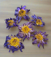 Organic Blue Lotus Flower