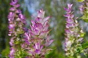 Organic Clary Sage Essential Oil