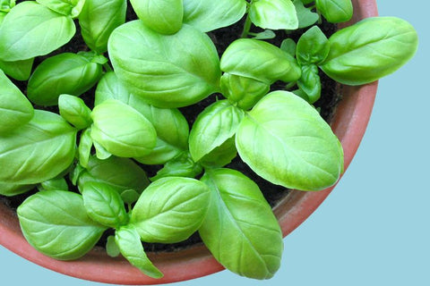 Organic Basil Essential Oil