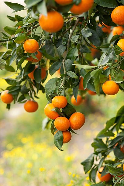 Organic Navel Orange Essential Oil