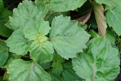 Organic Patchouli Essential Oil