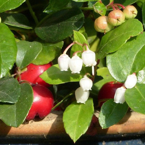 Organic Wintergreen Essential Oil