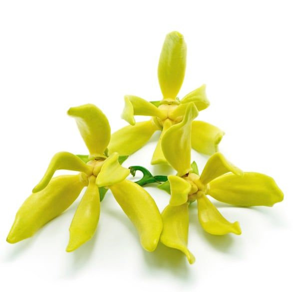 Organic Cananga Essential Oil