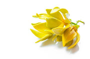 Organic Ylang Ylang Essential Oil