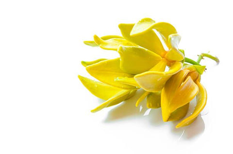 Organic Ylang Ylang Essential Oil
