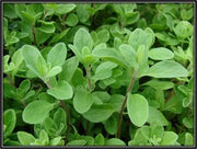 Organic Marjoram Essential Oil