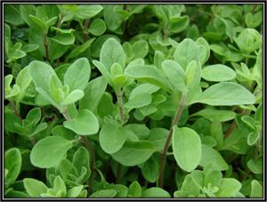 Organic Marjoram Essential Oil