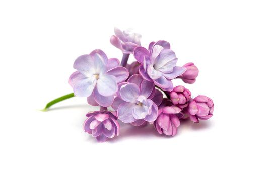 Organic Lilac Absolute
