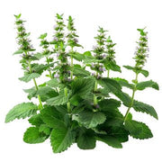 Organic Catnip Essential Oil