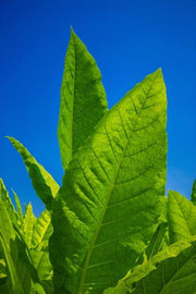 Tobacco Absolute w/ Sweet Almond Oil