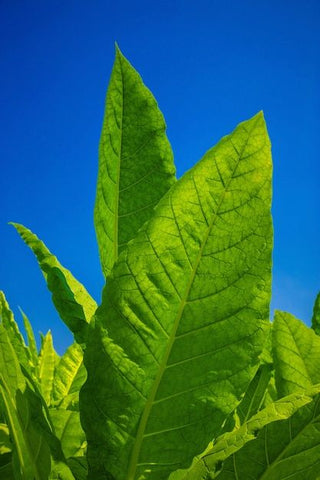 Tobacco Absolute w/ Sweet Almond Oil